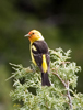 Western Tanager male